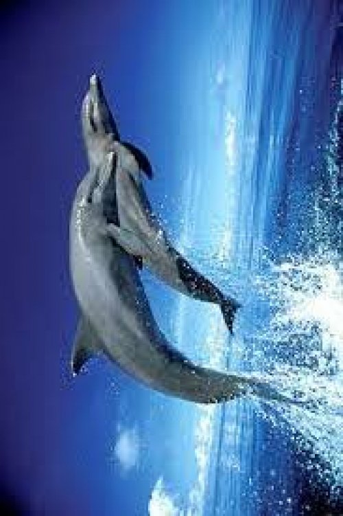 DOLPHIN LEAP